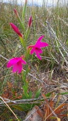 Watsonia strictiflora