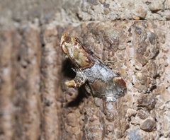 Cacozelia basiochrealis