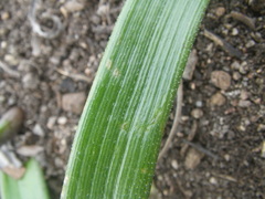 Trachyandra muricata