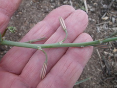 Trachyandra muricata