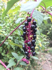 Phytolacca americana