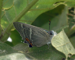 Favonius ultramarinus