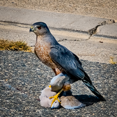 Accipiter cooperii