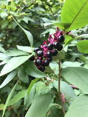 Phytolacca americana