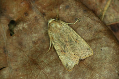 Agrochola laevis