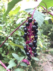 Phytolacca americana