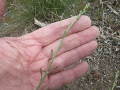 Trachyandra muricata