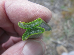 Trachyandra muricata
