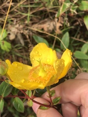 Hypericum