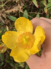 Hypericum