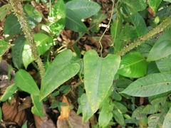Aristolochiaceae