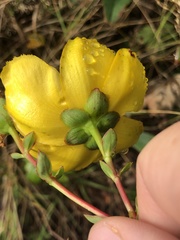 Hypericum