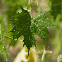 Cnidoscolus angustidens