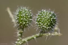 Cnidoscolus angustidens