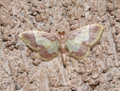 Idaea basinta