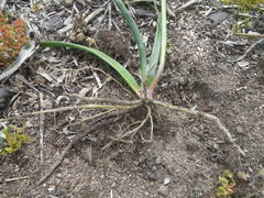 Trachyandra muricata