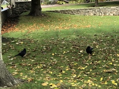Corvus corone corone
