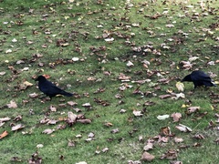 Corvus corone corone