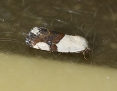 Ponometia cuta