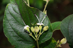 Clerodendrum villosum
