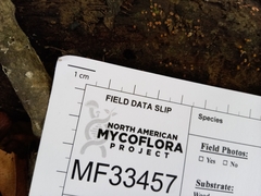 Orbilia crenatomarginata