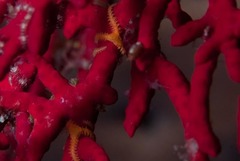 Ophiothela mirabilis
