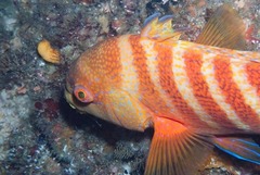 Anchichoerops natalensis