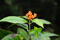 Chloranthaceae