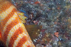 Anchichoerops natalensis