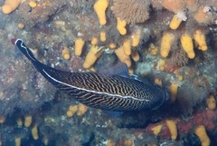 Apolemichthys kingi