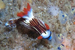 Nembrotha aurea