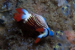 Nembrotha aurea