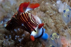 Nembrotha aurea
