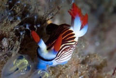 Nembrotha aurea