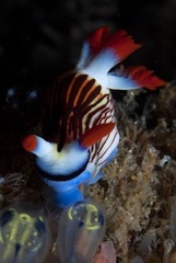 Nembrotha aurea