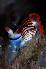 Nembrotha aurea