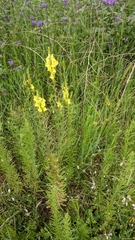 Linaria