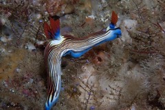 Nembrotha aurea