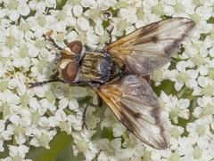 Ectophasia leucoptera