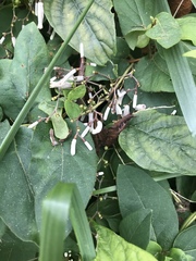 Clerodendrum trichotomum