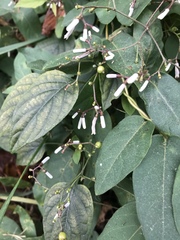 Clerodendrum trichotomum