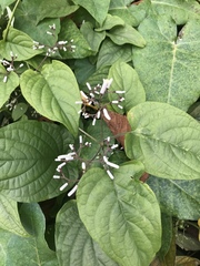 Clerodendrum trichotomum