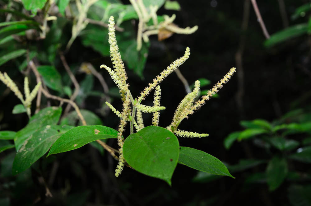 Antidesma velutinosum (Antidesma velutinosum)