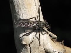 Lasiopogon