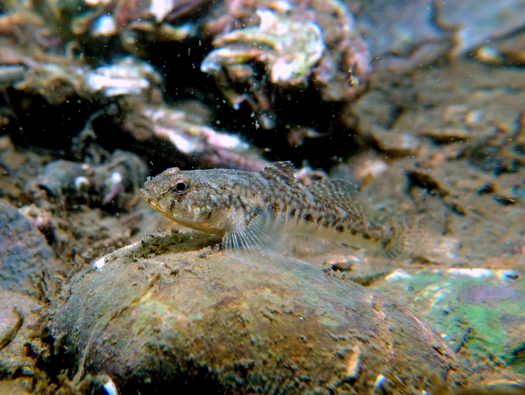 Common Goby (Pomatoschistus microps)