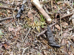 Trichosurus vulpecula