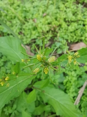Rorippa indica