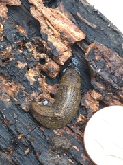 Milacidae