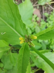 Rorippa indica