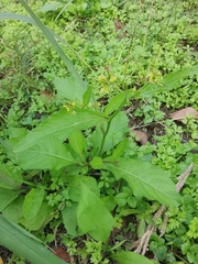 Rorippa indica